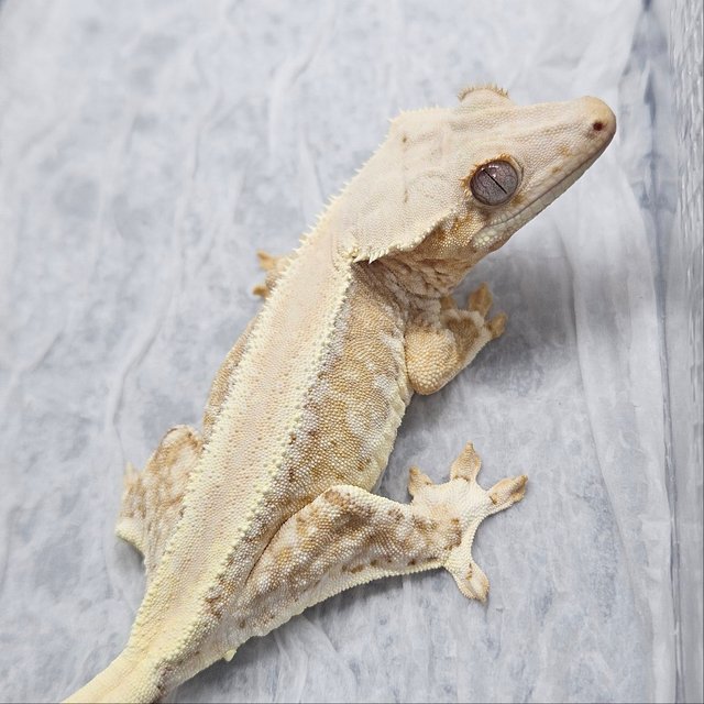 릴리100%헷아잔틱 솔리드백