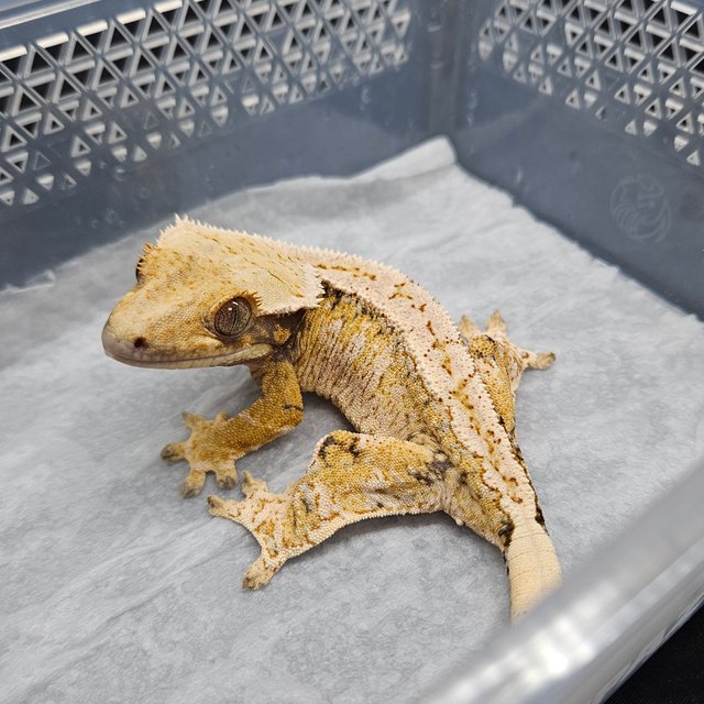 트라이 익스트림할리퀸 드리피