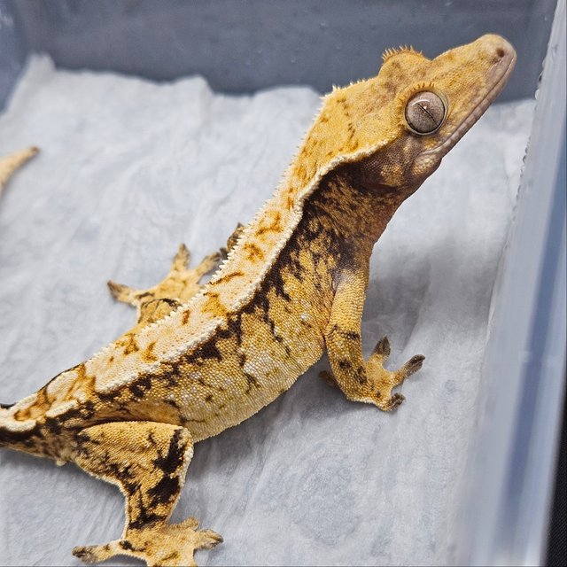 노멀 익스트림할리퀸 트라이