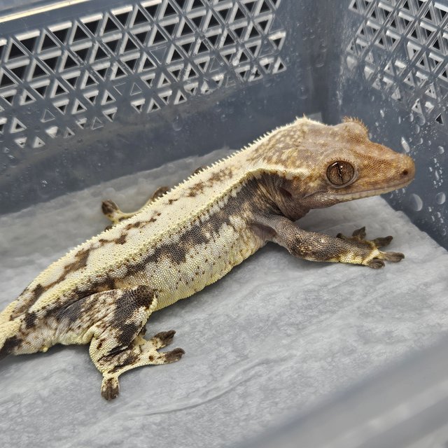 카푸치노 쿼드 드리피