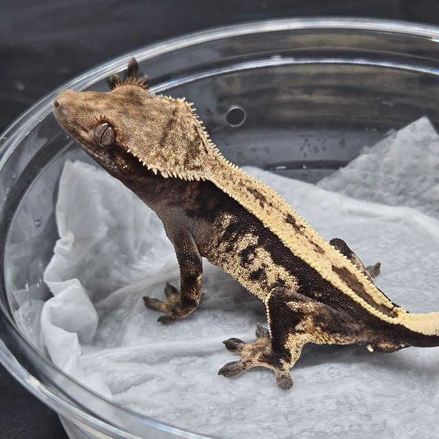 다크 세이블 쿼드