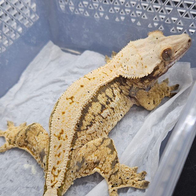 노멀 트라이 쿼드