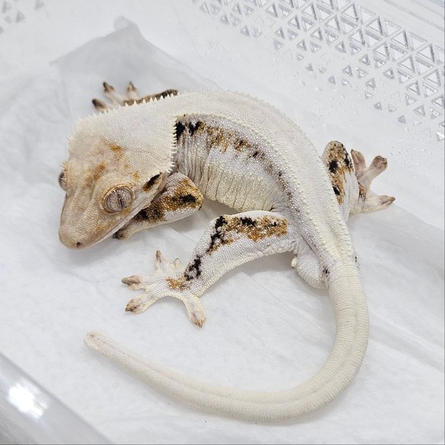 릴리화이트 트라이 솔리드백