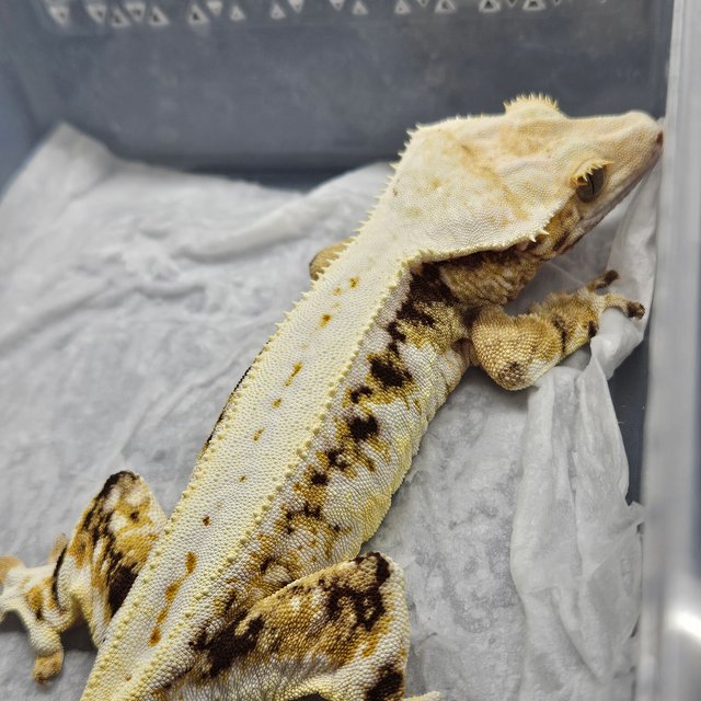 트라이 릴리화이트