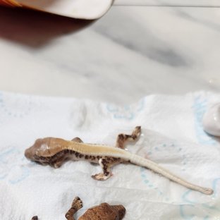 릴리 세이블 솔리드백 드리피