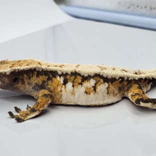 노멀 익스트림할리퀸 트라이 화이트스팟 드리피 화이트핀