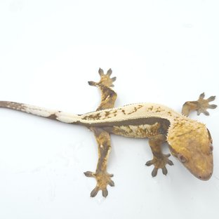 세이블 풀핀 쿼드