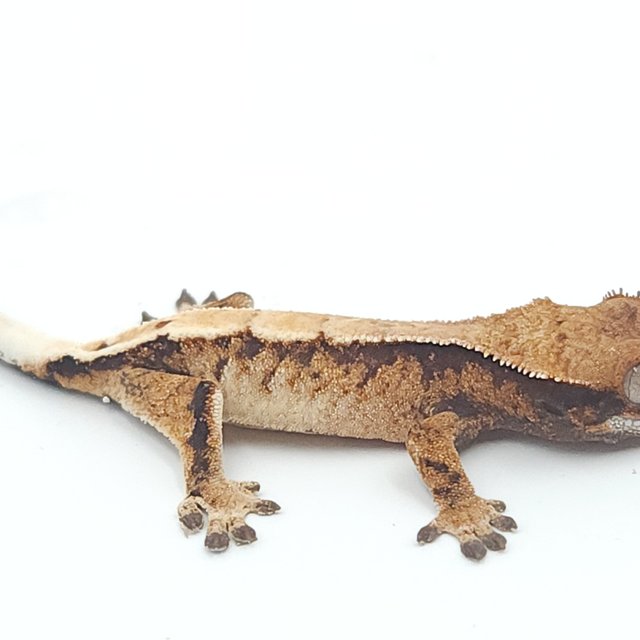 세이블 솔리드백 화이트스팟 드리피