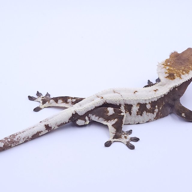 세이블 드리피 화이트스팟