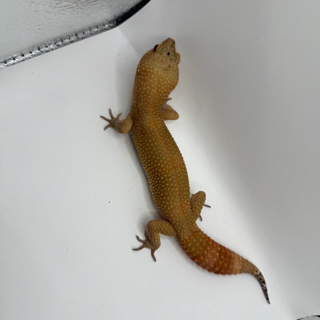 블랙나이트 만다린