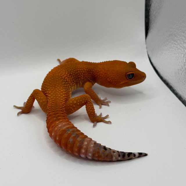 인페르노 만다린