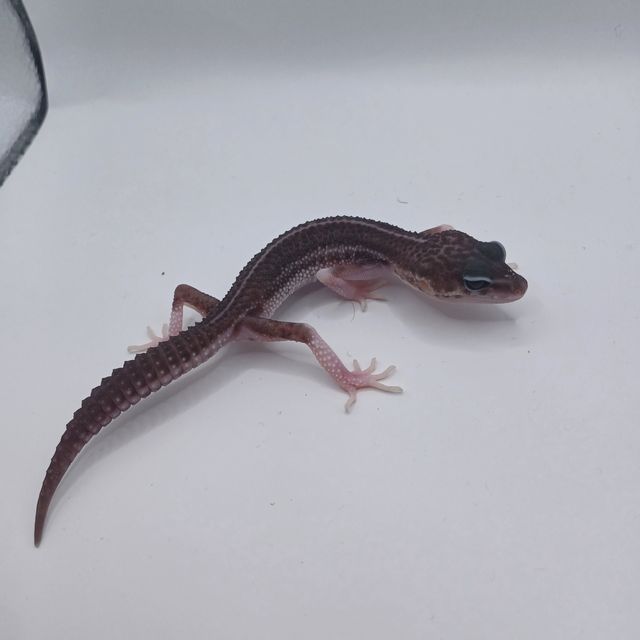 이클립스 블랙나이트 슈퍼스노우