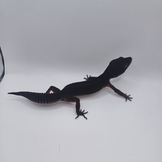 블랙나이트 만다린