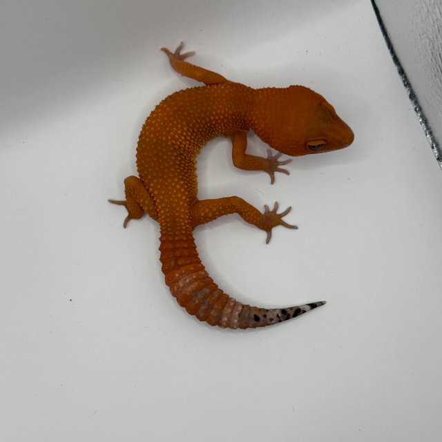 인페르노 만다린