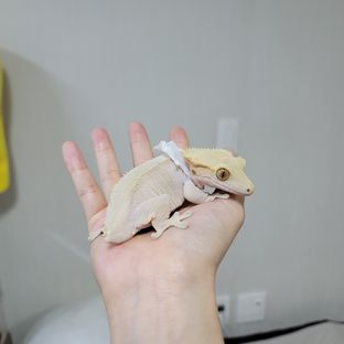 살구