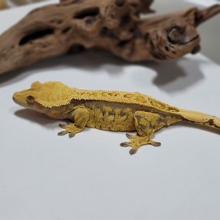 렐라