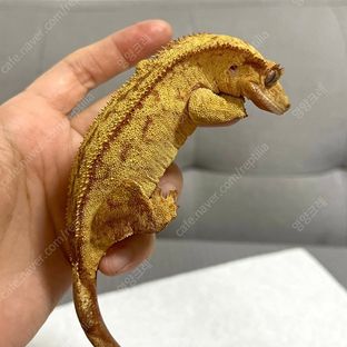 베리