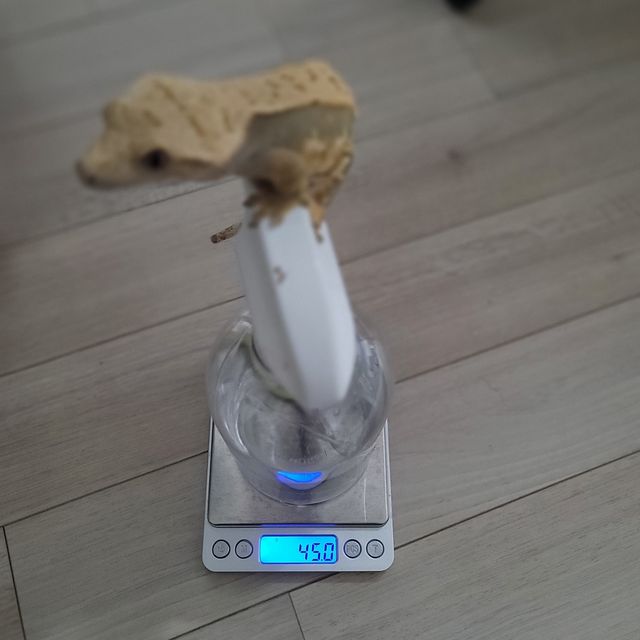 쿼드 화이트포트홀 화이트스팟