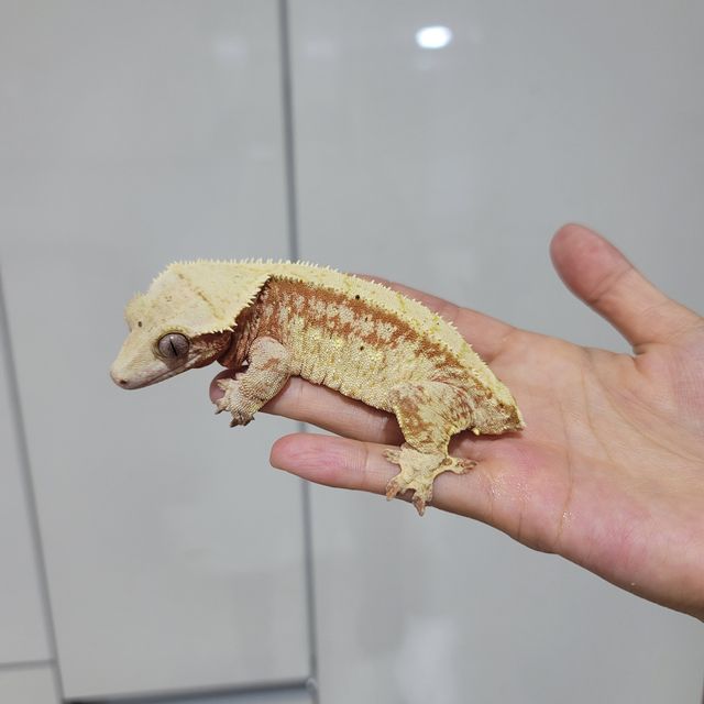 트라이 익스트림할리퀸 레드