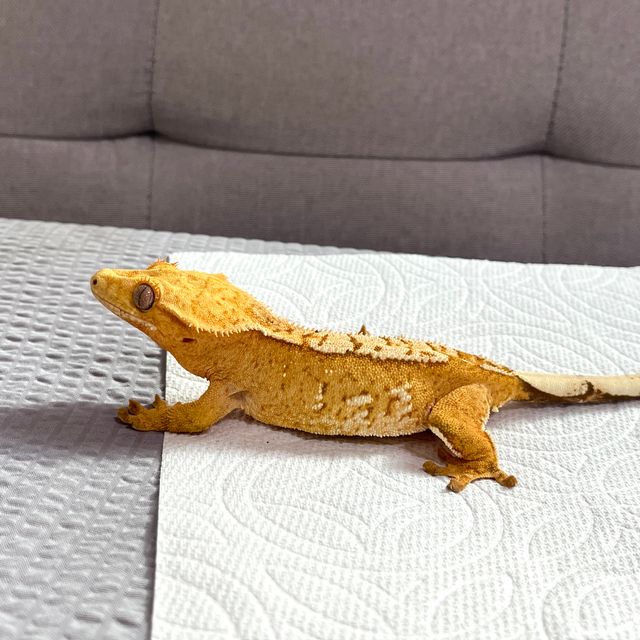 크림시클
