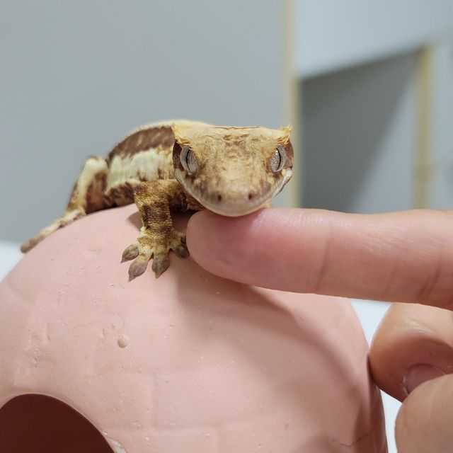 릴리화이트 레드