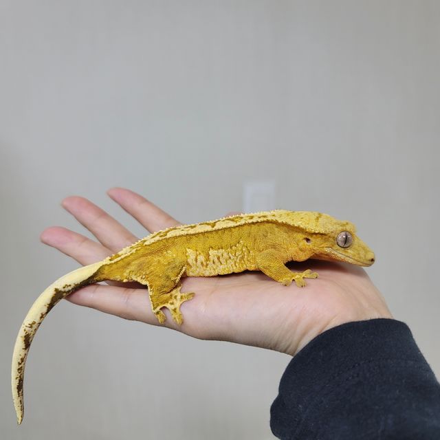 크림시클