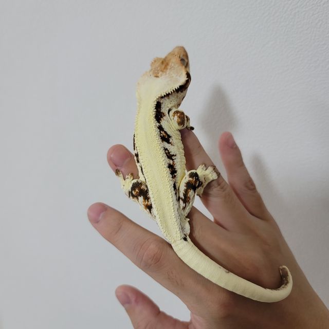 릴리화이트