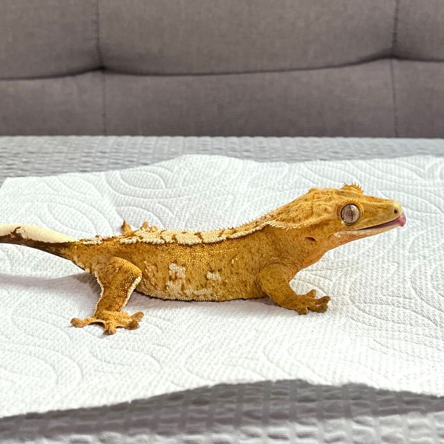 크림시클