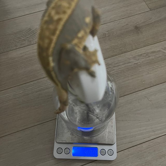 쿼드 다크