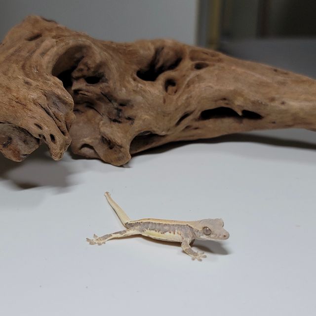 릴리화이트