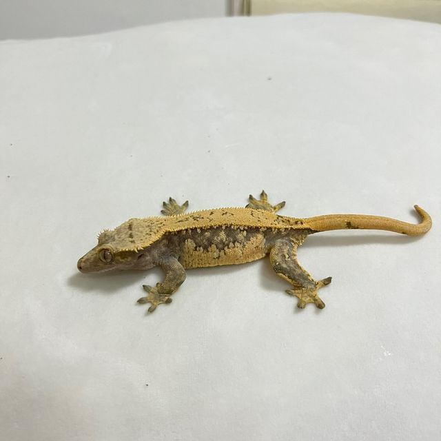 드리피 화이트스팟