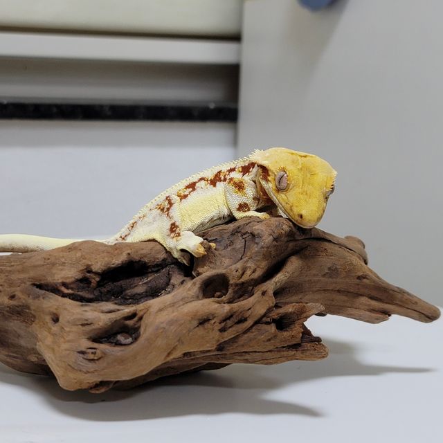 릴리화이트 레드