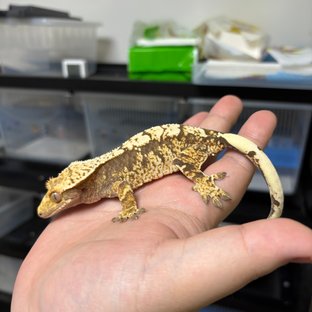 트라이 익스트림할리퀸