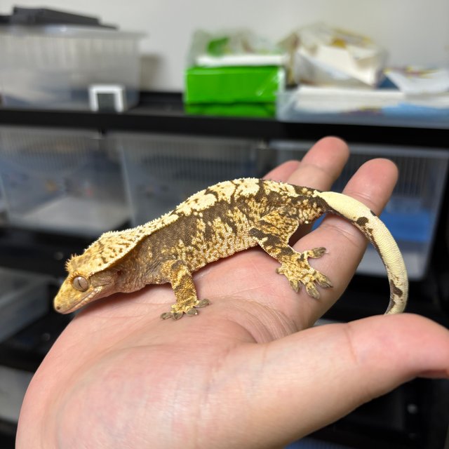 트라이 익스트림할리퀸