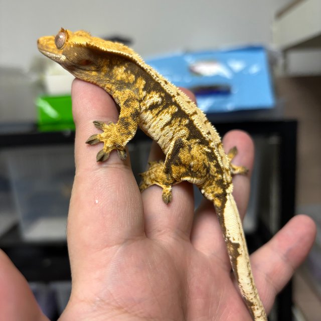 트라이 익스트림할리퀸 쿼드