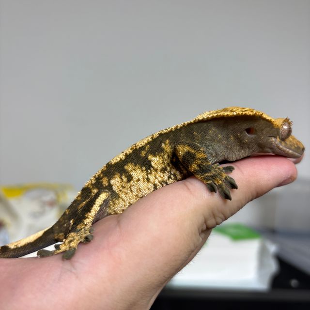 노멀 트라이 다크 할리퀸