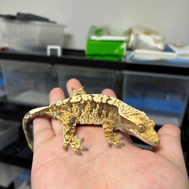 트라이 익스트림할리퀸