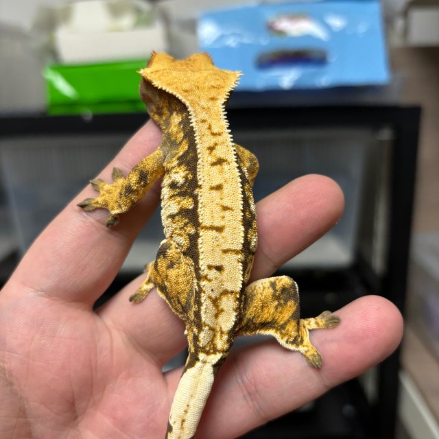 트라이 익스트림할리퀸 쿼드