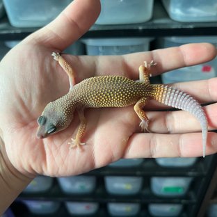 선셋 블리자드 텐저린