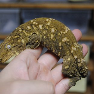 누아나 하이 컬러