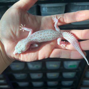 슈퍼스노우 랩터 이클립스 알비노 W&Y