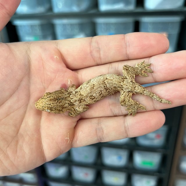 누아나 하이 컬러