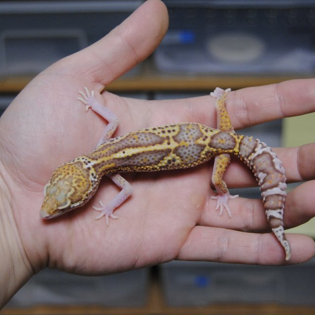 스노우 벨 이클립스