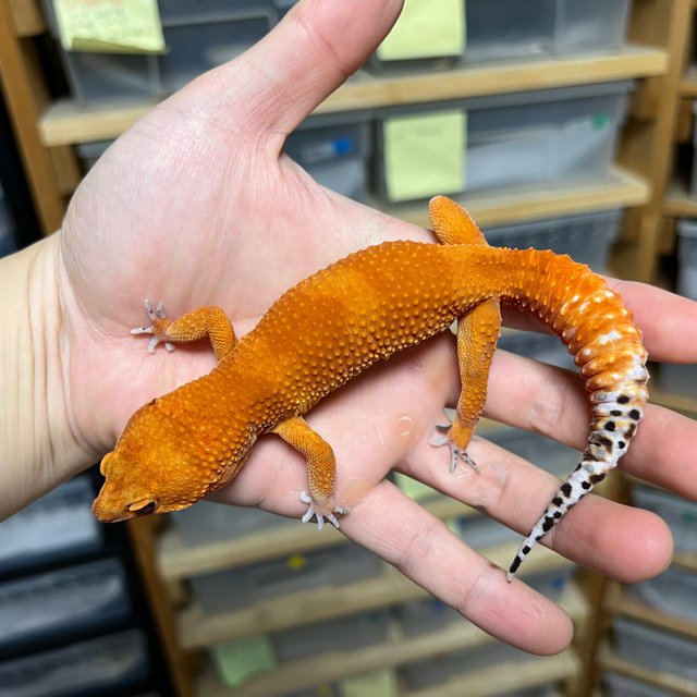 만다린 블러드 텐저린 캐롯