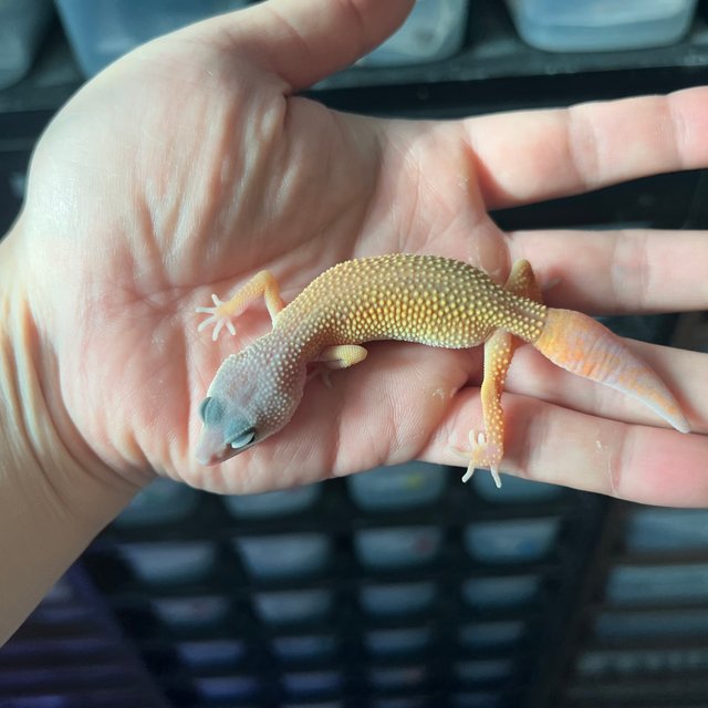 선셋 블리자드 텐저린