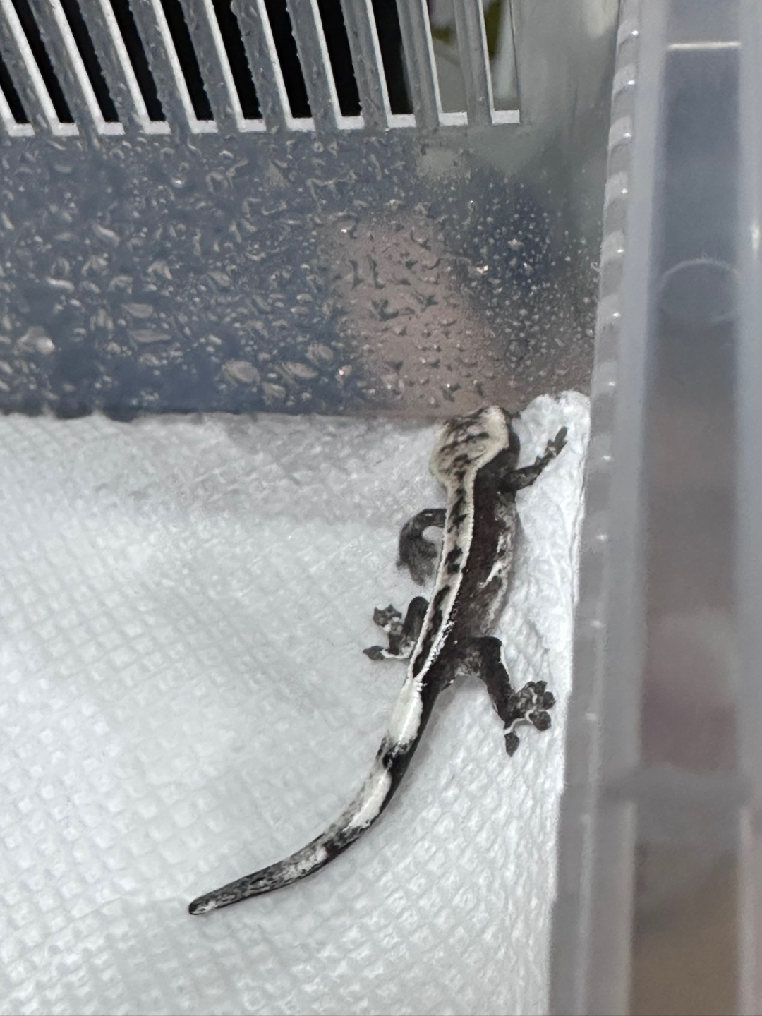 제주크레아지트