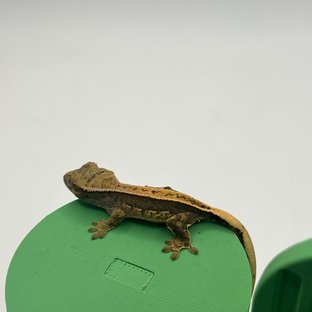 100%헷아잔틱 풀핀 쿼드