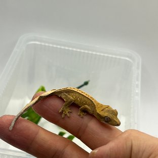 100%헷아잔틱 풀핀