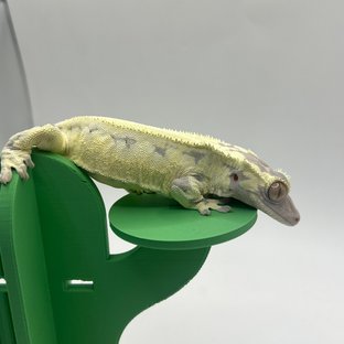 프라푸치노 솔리드백