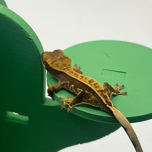 100%헷아잔틱 핀스트라이프